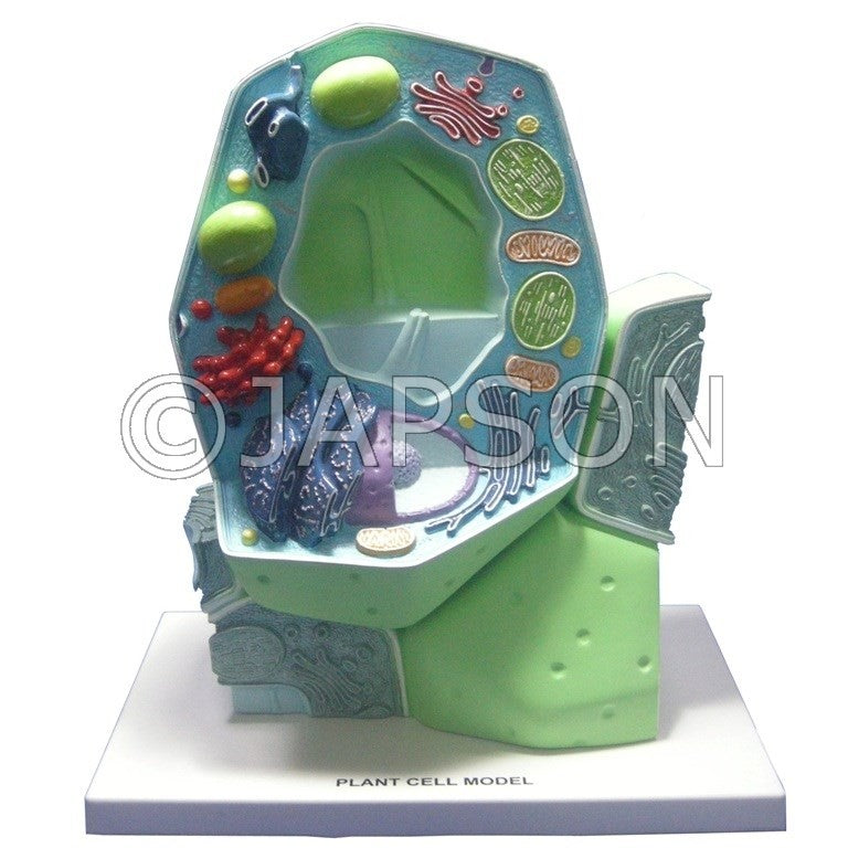 Model, Plant Cell Model, Plant Cell